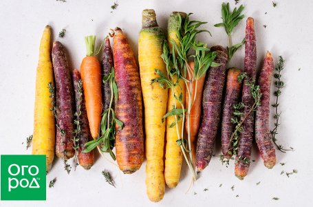 Правильное хранение овощей и фруктов